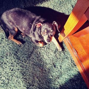 Meet your Posher, Norma